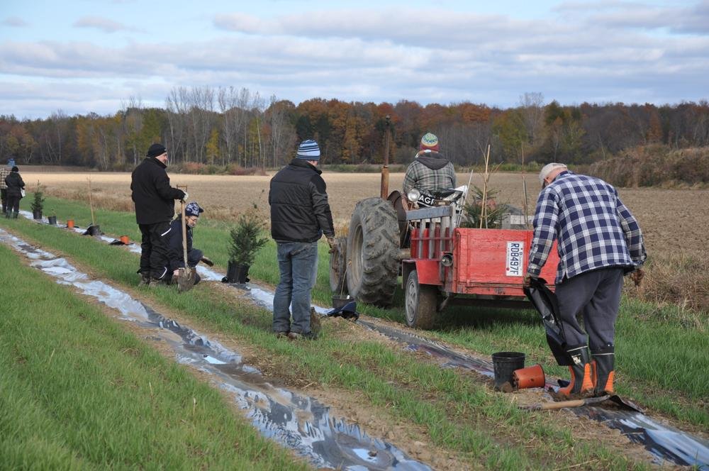Plantation en bande riveraine