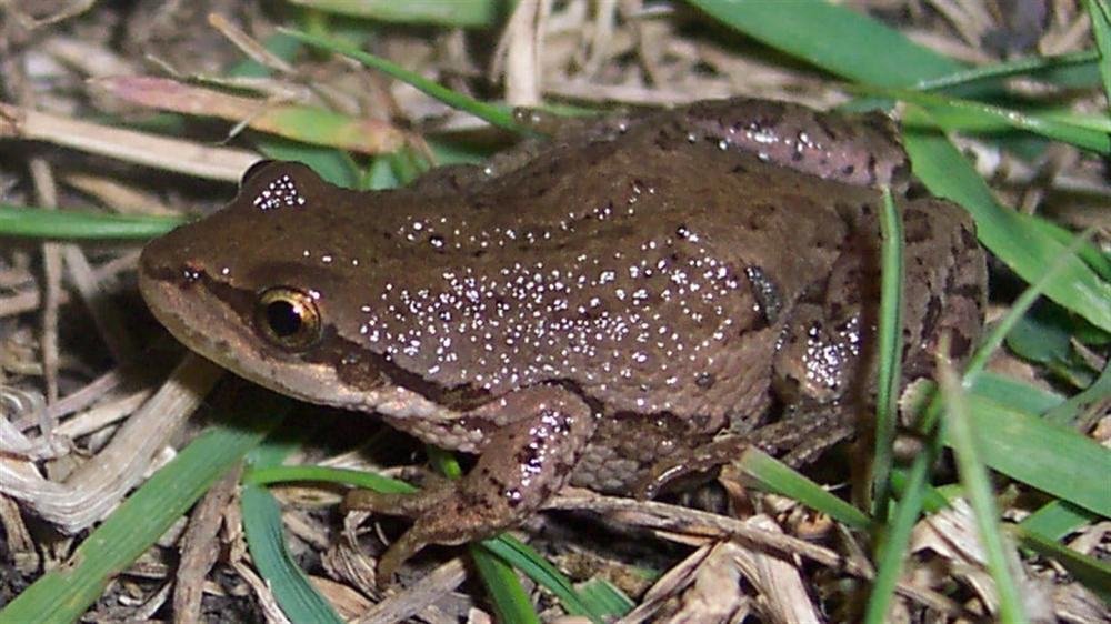 Les grenouilles
