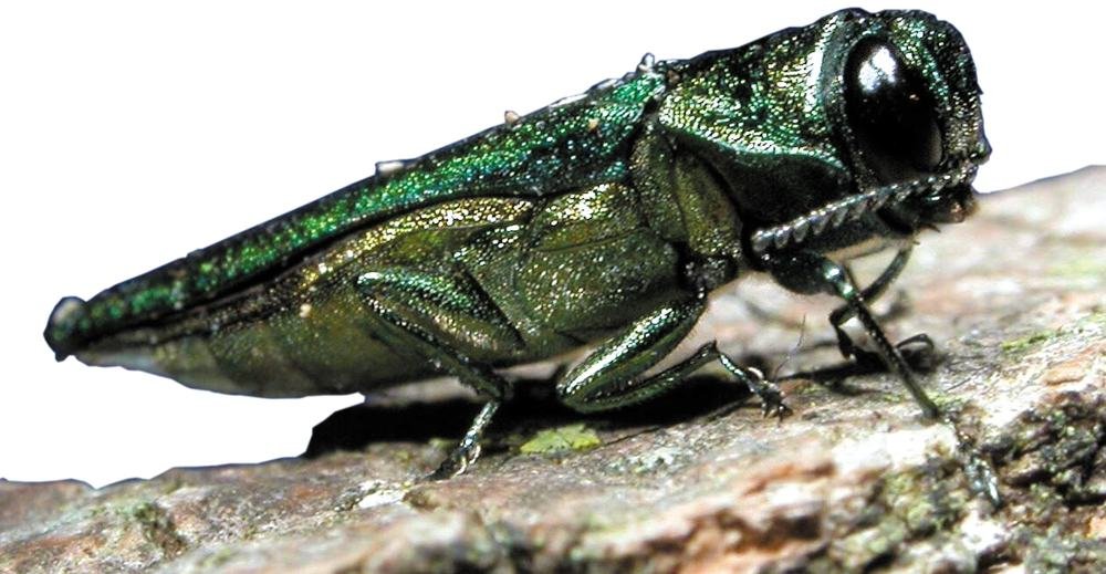 Les insectes