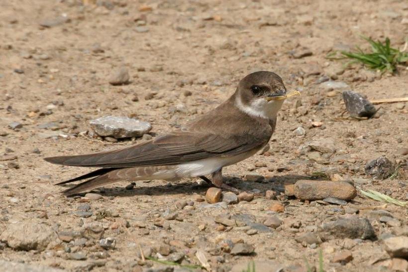 Les oiseaux