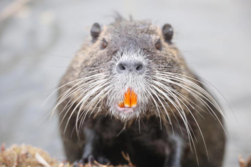 Rat musqué