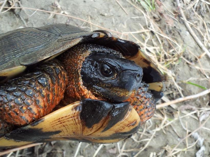 Tortue des bois (menacée)
