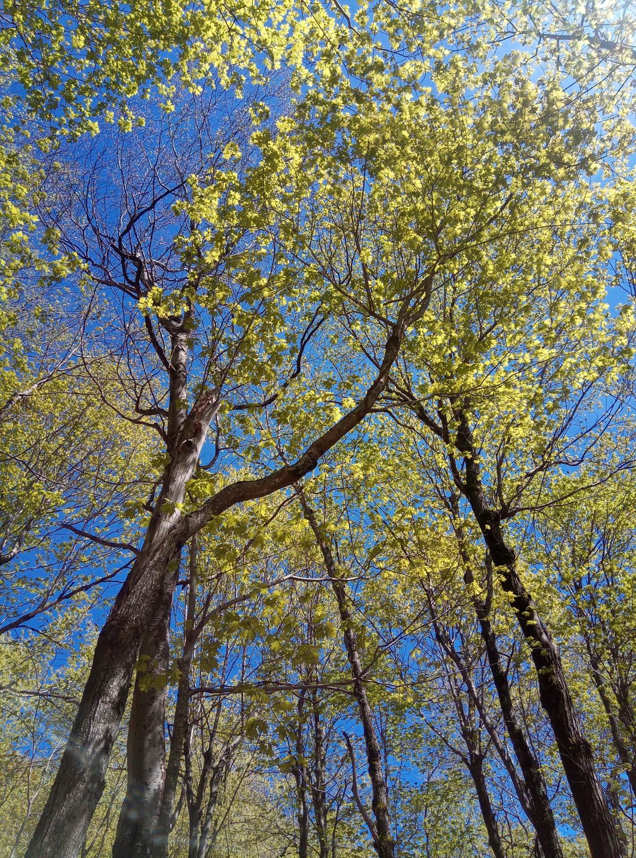 Les arbres