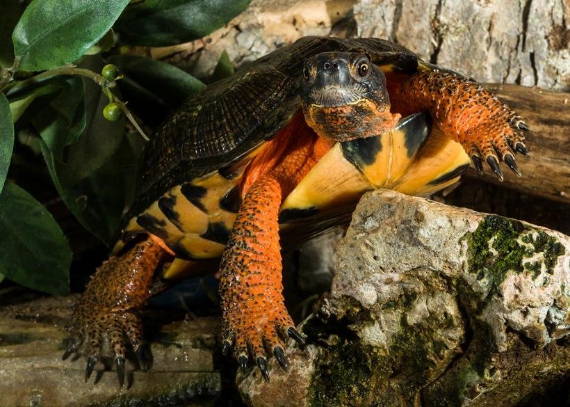 Tortue des bois